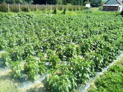 Hatidža Ćatić: Najvažnije je jedinstvo, i u porodici, i u radu