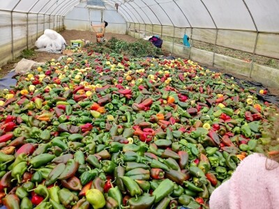 Hatidža Ćatić: Najvažnije je jedinstvo, i u porodici, i u radu