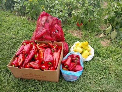 Hatidža Ćatić: Najvažnije je jedinstvo, i u porodici, i u radu