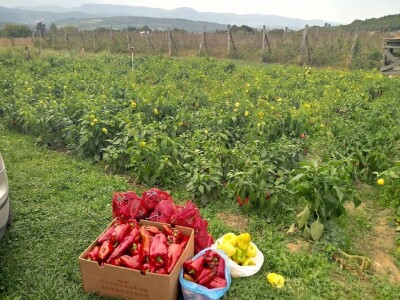 Hatidža Ćatić: Najvažnije je jedinstvo, i u porodici, i u radu