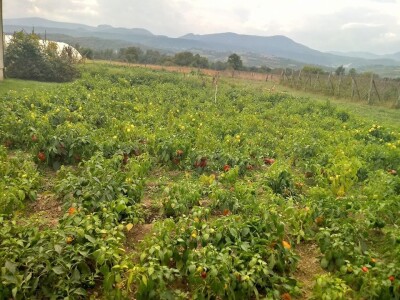 Hatidža Ćatić: Najvažnije je jedinstvo, i u porodici, i u radu