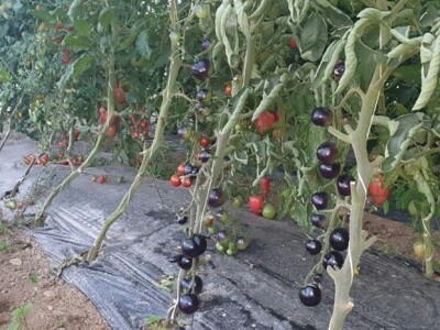 Hatidža Ćatić: Najvažnije je jedinstvo, i u porodici, i u radu