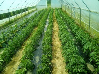 Hatidža Ćatić: Najvažnije je jedinstvo, i u porodici, i u radu