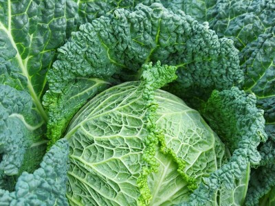 Hazera Dani otvorenih polja u Warmenhuizenu