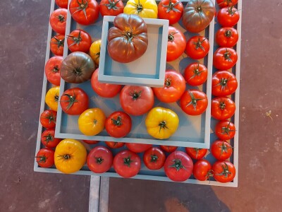 Hazera Dani otvorenih polja u Warmenhuizenu