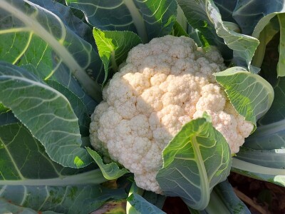 Hazera Dani otvorenih polja u Warmenhuizenu