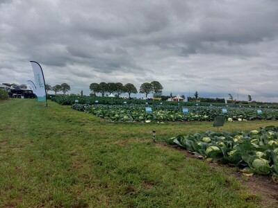 Hazera Dani otvorenih polja u Warmenhuizenu