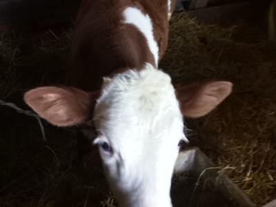 Hazim sa svojim blagom Hazim sa svojim blagom