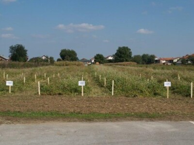 Pokusno polje heljde kod Varaždina