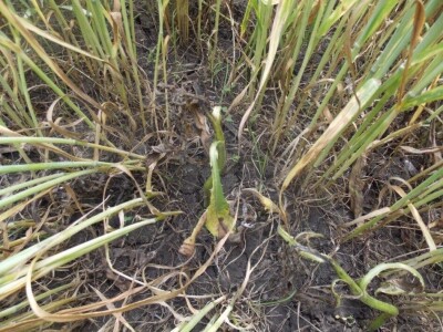 Herbicid LANCELOT 450 WG Herbicid LANCELOT 450 WG