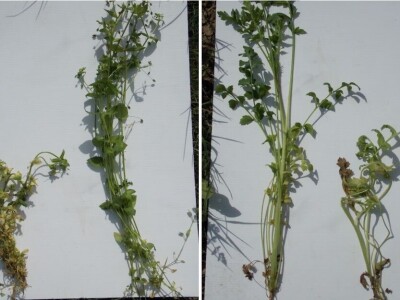 Herbicid LANCELOT 450 WG Herbicid LANCELOT 450 WG