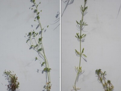 Herbicid LANCELOT 450 WG Herbicid LANCELOT 450 WG