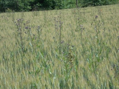 Herbicid LANCELOT 450 WG Herbicid LANCELOT 450 WG