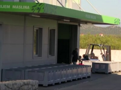 Hercegovačke masline