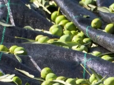 Hercegovačke masline