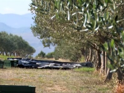 Hercegovačke masline