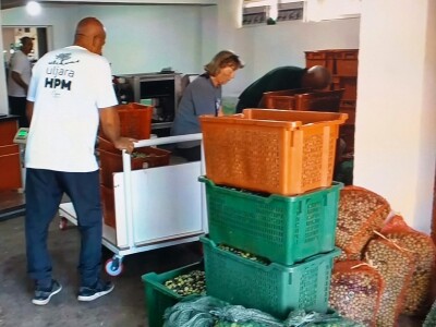 Hercegovačke masline