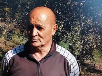 Hercegovačke masline