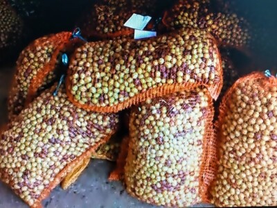 Hercegovačke masline