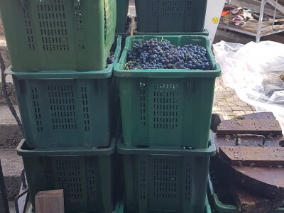 Hercegovački Ćupter stariji od njemačkih gumenih bombona