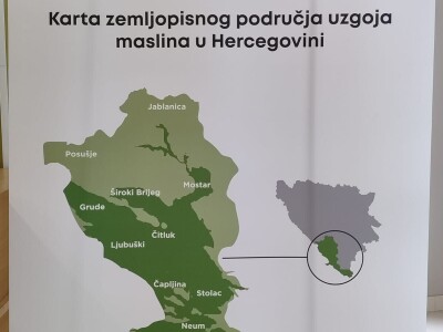 Hercegovačko maslinovo ulje postaje zaštićen brend
