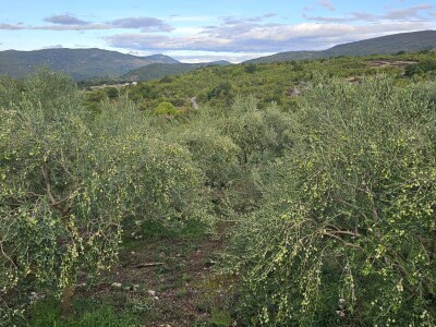 Hercegovačko maslinovo ulje postaje zaštićen brend