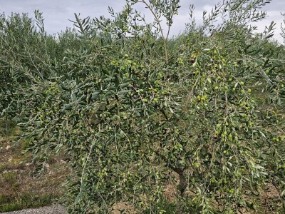 Hercegovačko maslinovo ulje postaje zaštićen brend