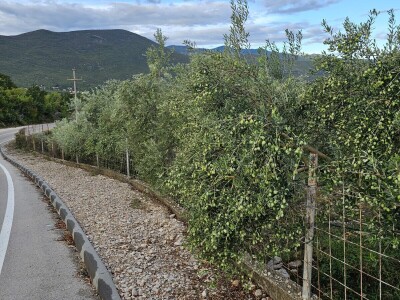 Hercegovačko maslinovo ulje postaje zaštićen brend