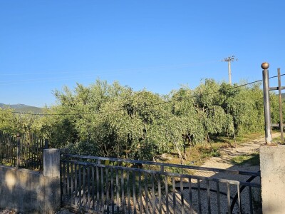 Hercegovačko maslinovo ulje postaje zaštićen brend