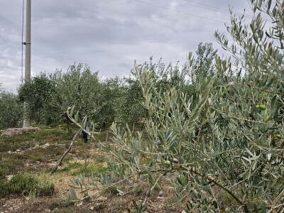 Hercegovačko maslinovo ulje postaje zaštićen brend