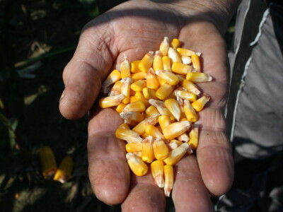 Hibrid kukuruza Persic - RWA Hrvatska