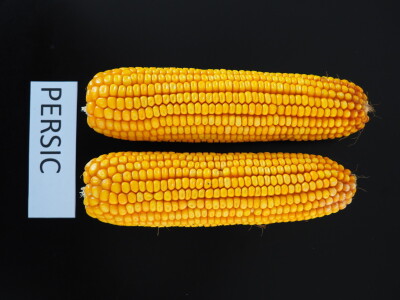 Hibrid kukuruza Persic - RWA Hrvatska