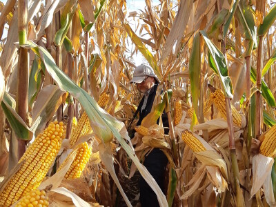 Hibrid kukuruza Persic - RWA Hrvatska