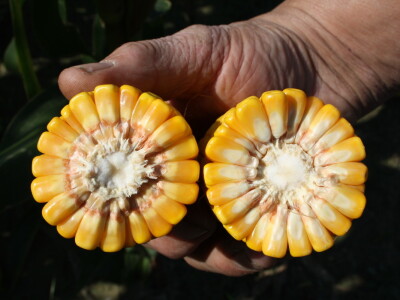 Hibrid kukuruza Persic - RWA Hrvatska