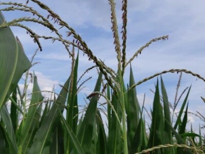 Hibrid kukuruza Persic - RWA Hrvatska