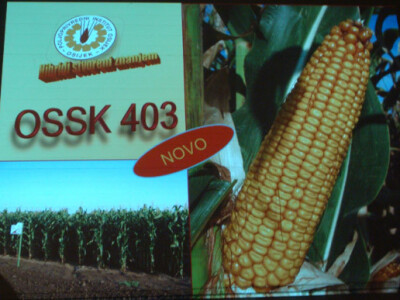 Dani polja Poljoprivrednog Instituta Osijek