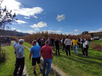 Hibridi kukuruza u sušnoj godini dali oko 10 tona zrna po hektaru