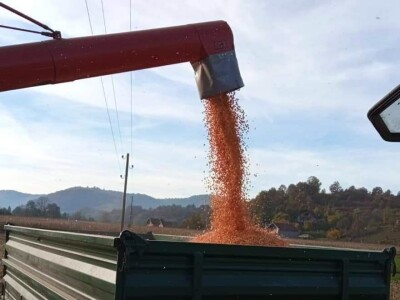 Hibridi kukuruza u sušnoj godini dali oko 10 tona zrna po hektaru