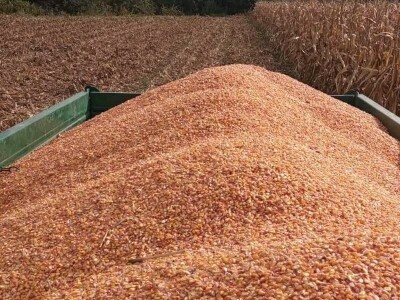 Hibridi kukuruza u sušnoj godini dali oko 10 tona zrna po hektaru