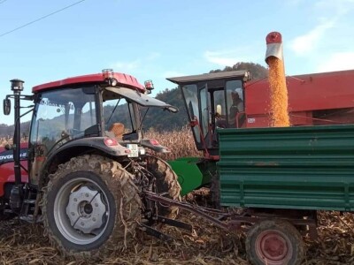 Hibridi kukuruza u sušnoj godini dali oko 10 tona zrna po hektaru