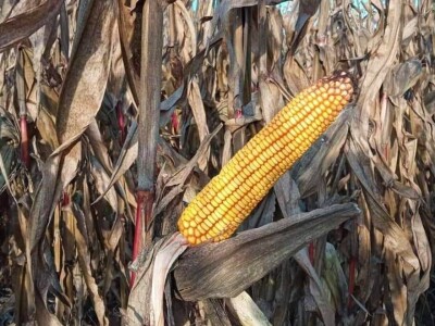 Hibridi kukuruza u sušnoj godini dali oko 10 tona zrna po hektaru