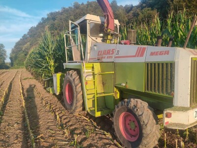 Hibridi kukuruza u sušnoj godini dali oko 10 tona zrna po hektaru