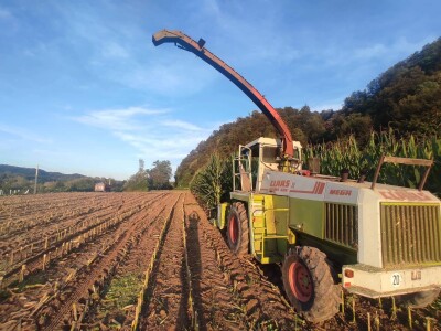 Hibridi kukuruza u sušnoj godini dali oko 10 tona zrna po hektaru