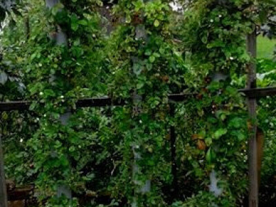 Od poznatog repera do uspješnog poljoprivrednika