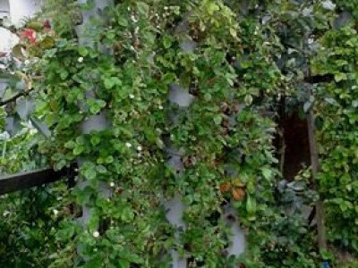 Od poznatog repera do uspješnog poljoprivrednika