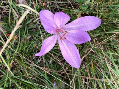 Highlander Velebit 2019
