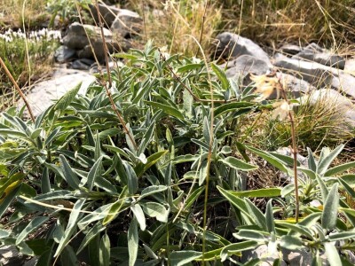 Highlander Velebit 2019