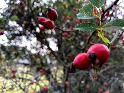 Highlander Velebit 2019