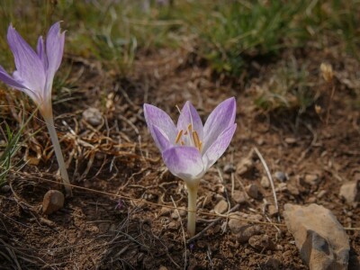 Highlander Velebit 2020
