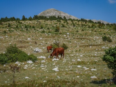 Highlander Velebit 2020